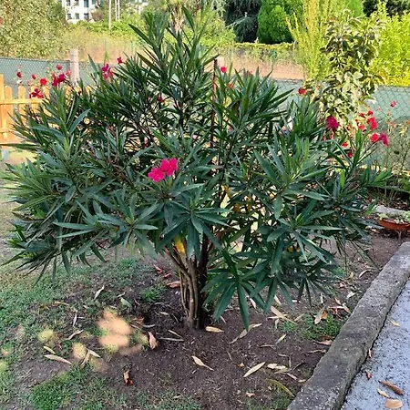 A Casa Vermella Con Jardin A 10 Minutos De Santiago De Compostela * Ortono